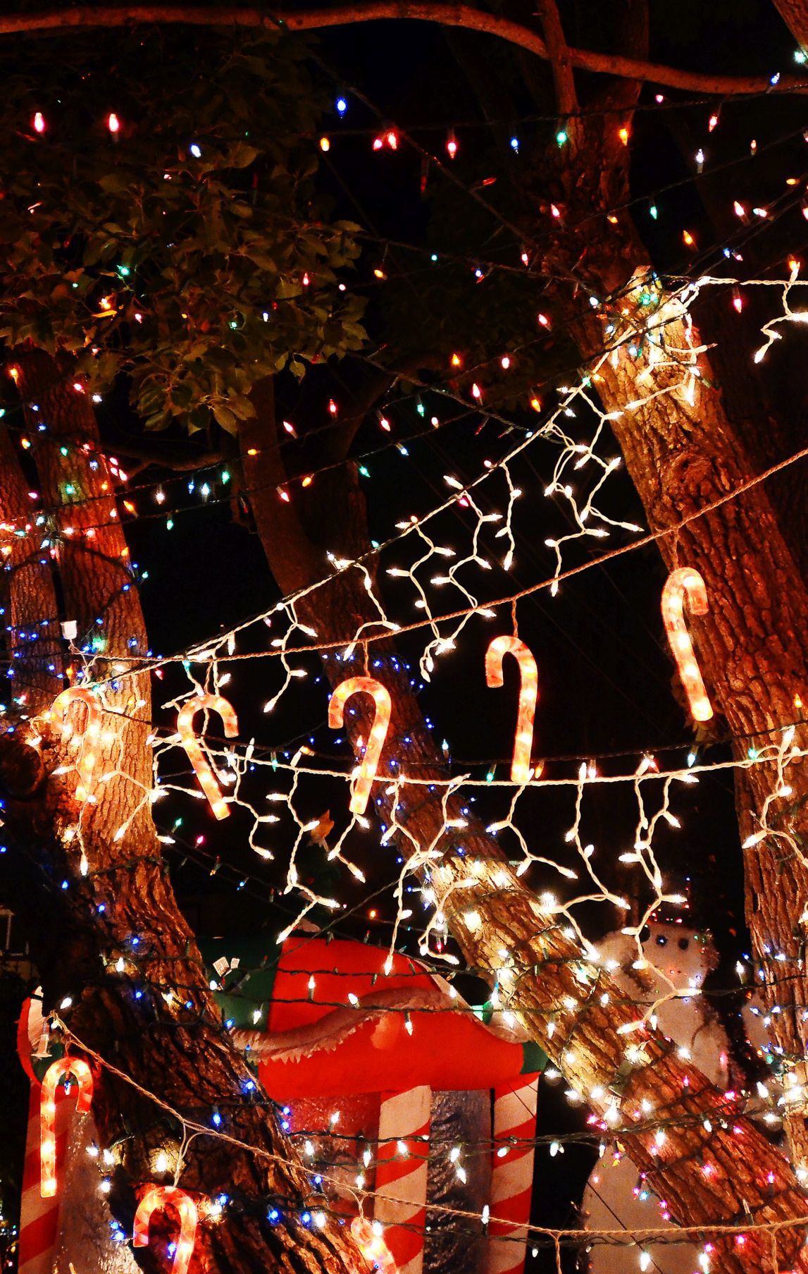 Napa Christmas lights